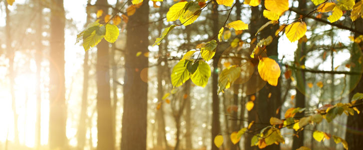 榆次乌金山森林公园